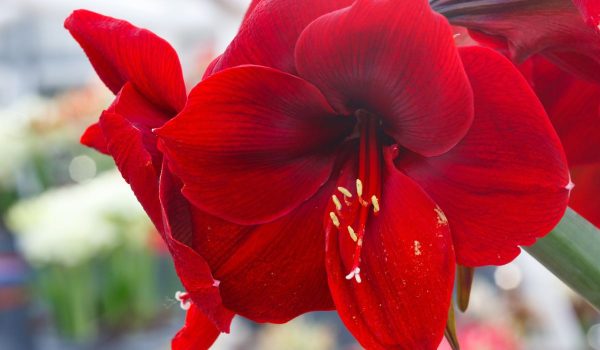 Schley_Essen_Amaryllis