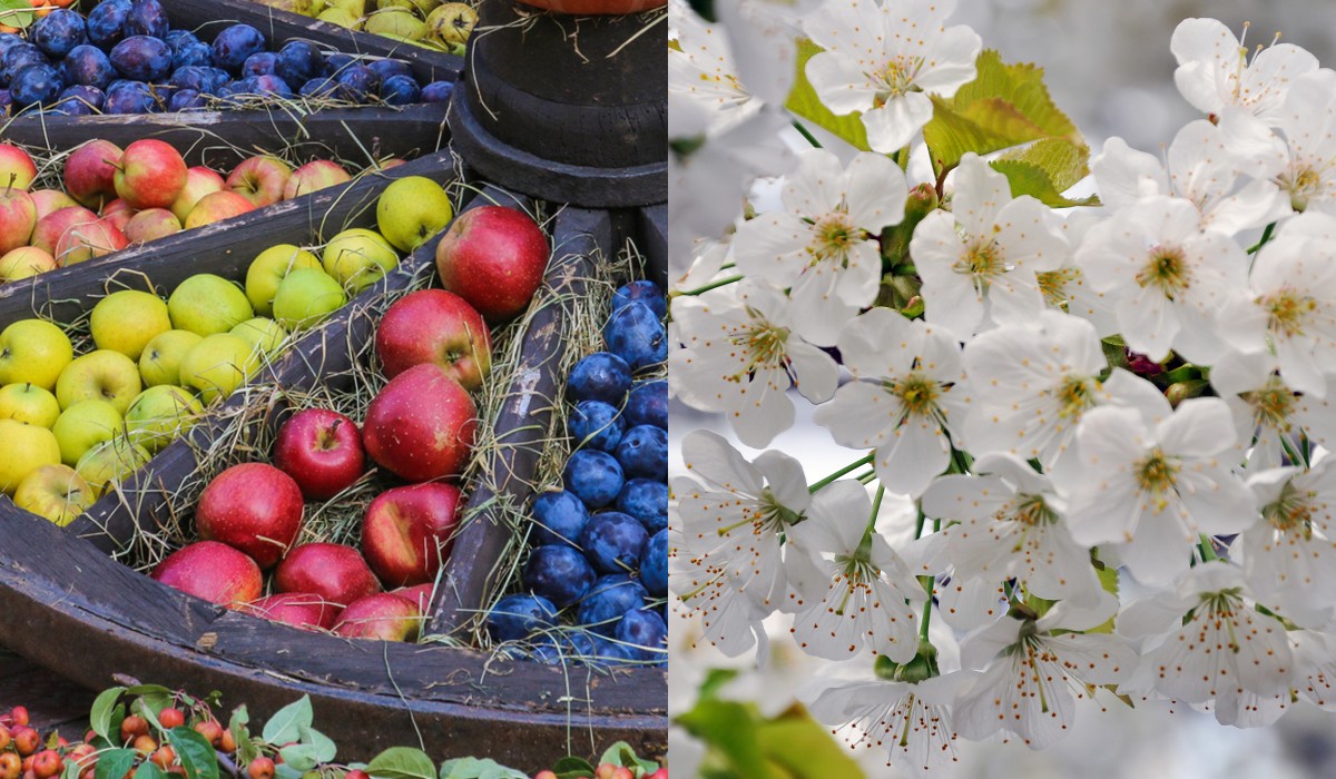 Schley_Essen_Obstgehölze