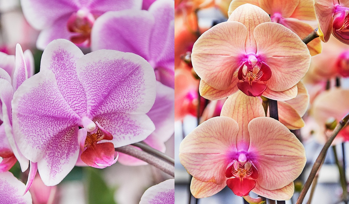 Schley_Essen_orchideen