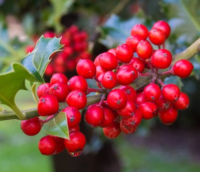 baumschule-schley-essen