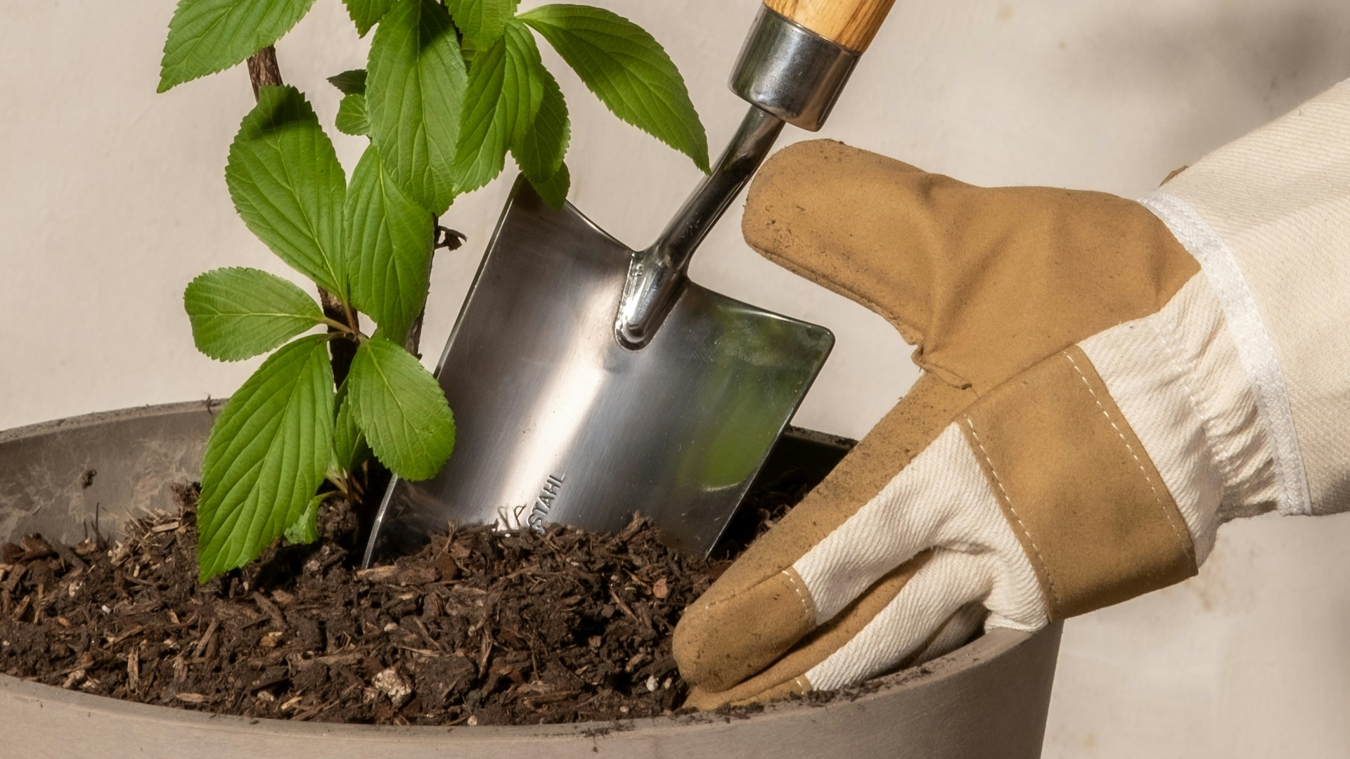 schley_essen_pflanzservice