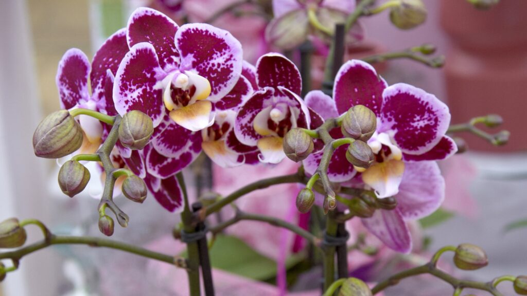 orchideen-in-huelle-fuelle