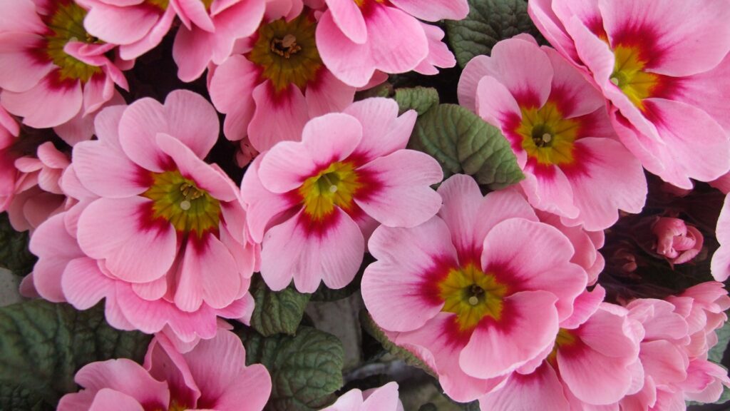 die-ersten-fruehlingsboten