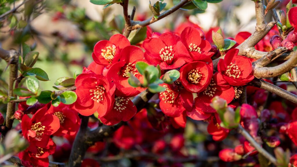 aktuell-in-unserer-baumschule