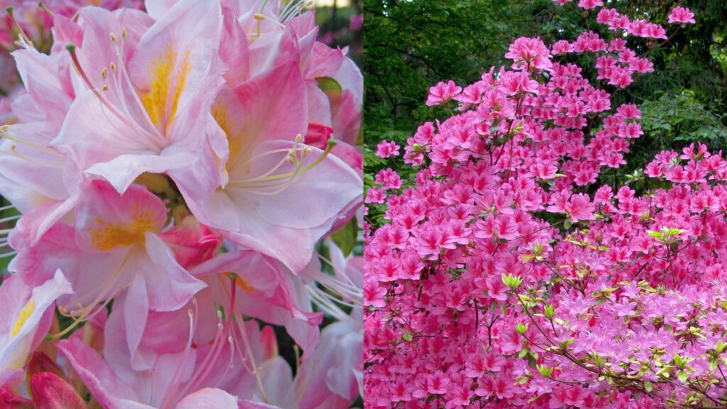 rhododendren-azaleen