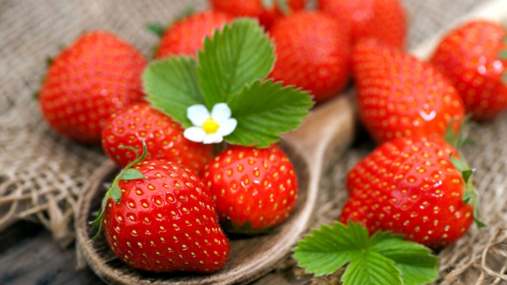 jetzt-erdbeeren-pflanzen