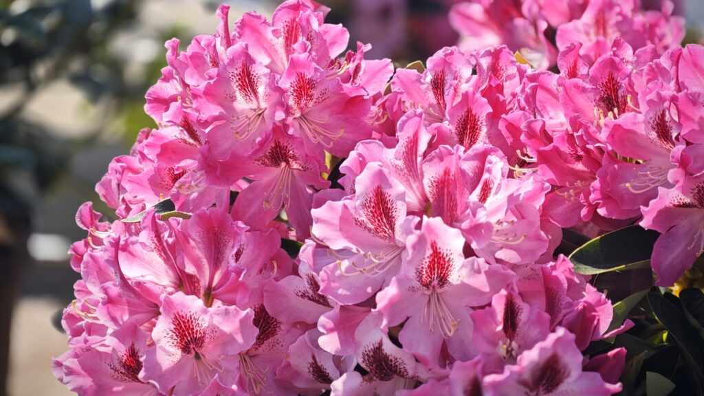 rhododendren