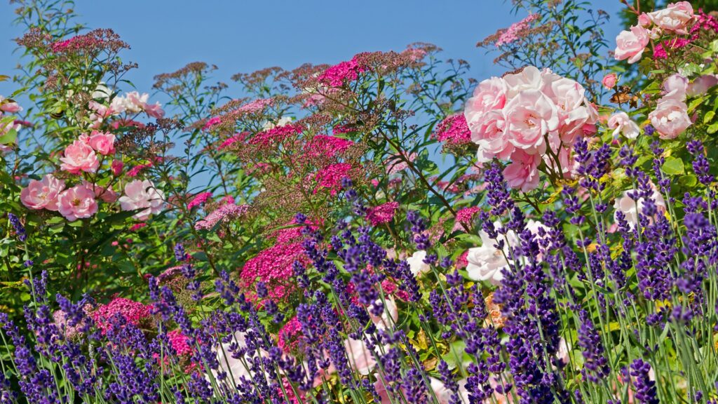 begleitpflanzen-fuer-rosen
