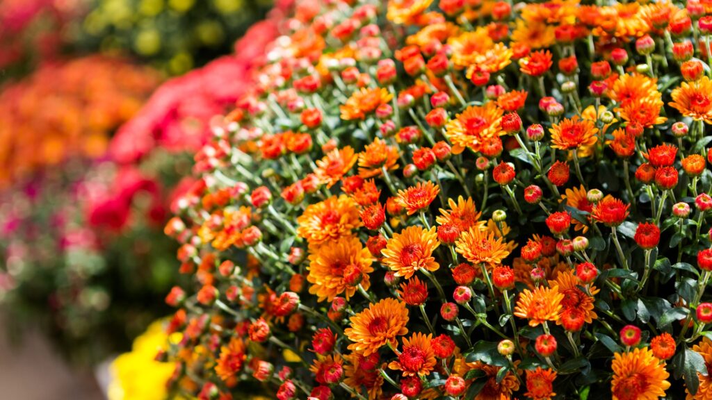 chrysanthemenbuesche-von-s-xxl