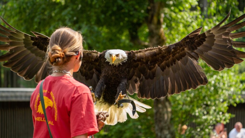 greifvogelflugschau